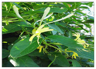 Anti estratto del fiore del caprifoglio del virus, estratto CAS del fiore di lonicera japonica 327 97 9