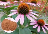 La pianta antibatterica dell'intera erba estrae la sostanza solubile della polvere di echinacea purpurea in acqua