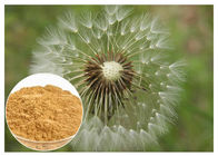 Commestibile di HPLC 5% di colore di Brown della polvere dell'estratto della pianta della radice del dente di leone antinvecchiamento