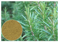 Ossidazione dei rosmarini di Ursolic anti dell'estratto di erbe acido della pianta per CAS cosmetico 77 52 1