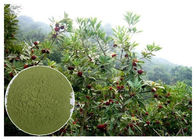 Miricetine polvere infiammatoria naturale della corteccia della radice del Bayberry di supplementi di 95% - di 10% anti