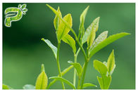 Polvere dell'estratto della pianta di tè verde che impedisce la prova UV radicale dei polifenoli 95% di sintomi