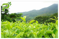 Polvere dell'estratto della pianta di tè verde che impedisce la prova UV radicale dei polifenoli 95% di sintomi