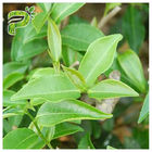 CAS 989 cosmetico dell'estratto del tè verde di 51 5 EGCG classifica l'ingrediente del gallato di Epigallocatechin