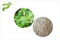 CAS 989 cosmetico dell'estratto del tè verde di 51 5 EGCG classifica l'ingrediente del gallato di Epigallocatechin