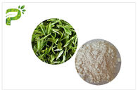 Integratori alimentari naturali della carie anti-, estratto CAS del tè verde del dentifricio in pasta EGCG 989 51 5