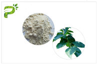 Metodo di prova acido di HPLC della polvere di Ursolic dell'estratto naturale della pianta della foglia del cachi