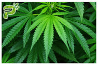 Olio naturale essenziale CBD Cannabidiol dell'estratto della pianta della canapa sativa della cannabis per il fumo/Vaping