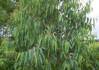 Oli vegetali naturali di eucalyptus globulus 8000 48 4 incolori a liquido giallo-chiaro