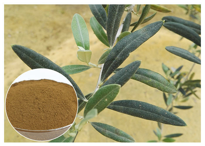 Commestibile verde oliva naturale della polvere dell'estratto della foglia di 80 maglie che migliora sistema immunitario