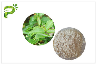 CAS 989 51 5 estratti della foglia di tè di verde di Egcg, supplementi del tè verde per perdita di peso