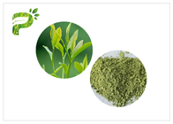 Polvere del tè verde di Matcha da Camellia Sinensis Leaves