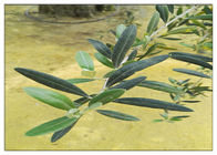 Estratto verde oliva naturale della foglia dell'oleuropeina 20% per la polvere di Brown dell'integratore alimentare