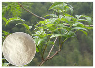 Polvere dell'estratto della foglia della pianta, integratore alimentare della polvere dell'estratto di grossedentata di Ampelopsis dell'anti-alcool