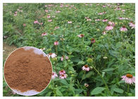 Polvere dell'estratto della pianta di echinacea purpurea con il sistema immunitario migliorante acido della cicoria