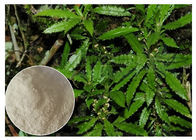 Intero estratto di Huperzia Serrata dell'erba, Huperzine naturale una polvere come supplemento