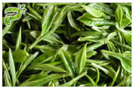 CAS 989 51 5 estratti della foglia di tè di verde di Egcg, supplementi del tè verde per perdita di peso