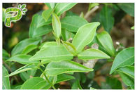 Anti estratto del tè verde di ossidazione EGCG, estratto naturale del tè verde del grado farmaceutico