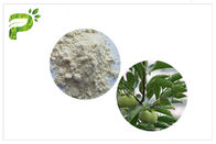 Estratto acido di Ursolic della pianta naturale, CAS 77 52 1 elevata purezza della polvere della foglia del cachi