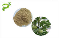 Estratto acido di Ursolic della pianta naturale, CAS 77 52 1 elevata purezza della polvere della foglia del cachi