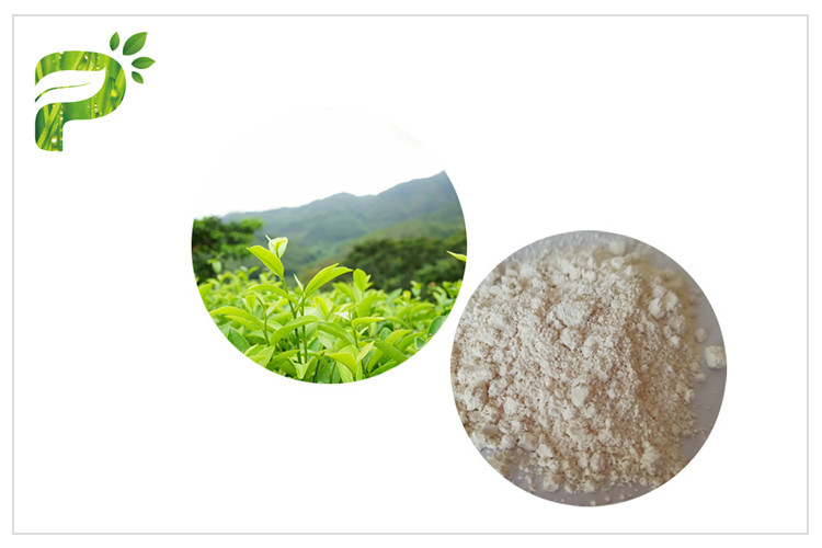 Anti estratto del tè verde di ossidazione EGCG, estratto naturale del tè verde del grado farmaceutico